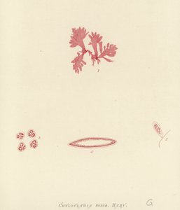 イギリスの海草（自然印刷） 作： English School